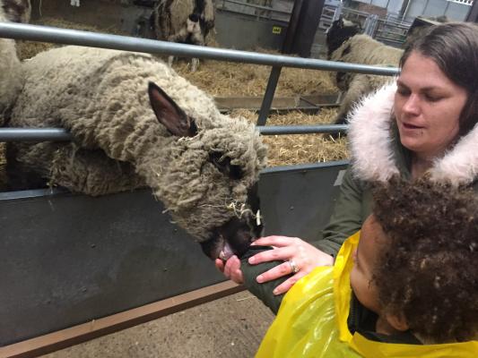 New experiences - sheep petting!